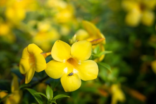 The background image of the colorful flowers, background nature