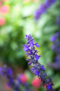 The background image of the colorful flowers, background nature