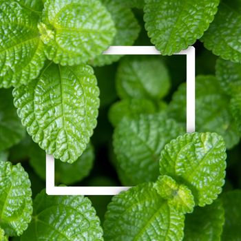 Background texture of leaves closeup. Green Leaves Background with White Paper Frame. Flat Lay