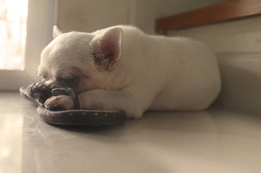 Dog sleeping on the floor at the square spot of warm sun light from the door