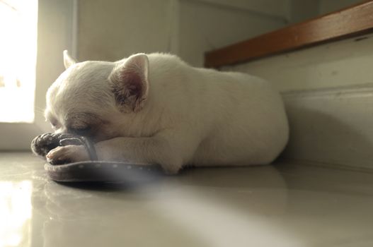 Dog sleeping on the floor at the square spot of warm sun light from the door