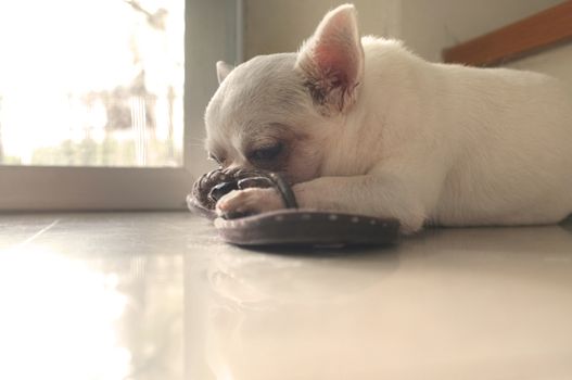 Dog sleeping on the floor at the square spot of warm sun light from the door