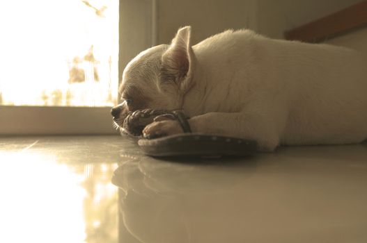 Dog sleeping on the floor at the square spot of warm sun light from the door