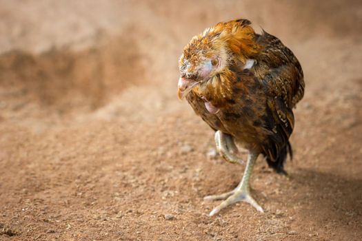 Sick chicken on the ground in farm. Copy space for text. The concept of Infectious diseases of chickens.