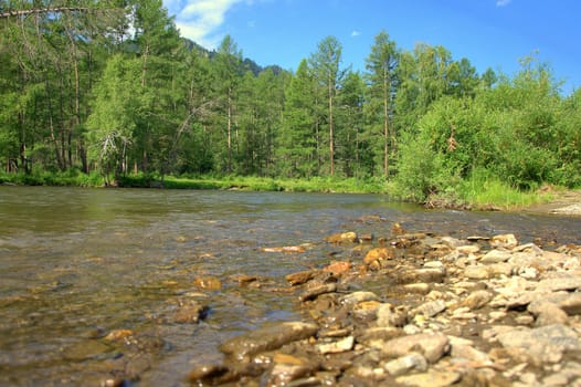 A fragment of the rocky shore of a shallow mountain river flowing through the forest.