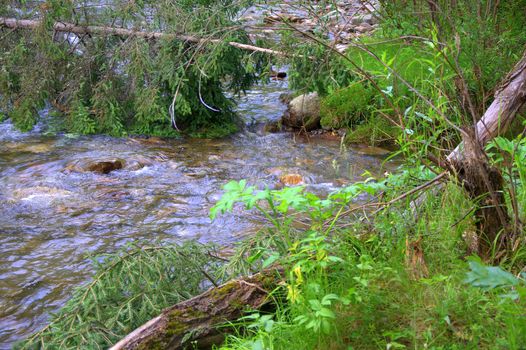 View of the rapid flow of a small mountain river through tree branches.