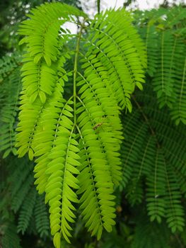 Small insect on branch of green leaves in the shade.