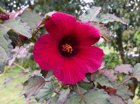 Closeup of magenta hibiscus flower with leaves in blurred background in sunny day.