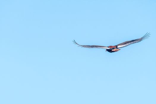 A bateleur, Terathopius ecaudatus, an eagle species, flying