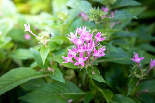 The background image of the colorful flowers, background nature