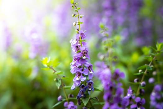 The background image of the colorful flowers, background nature