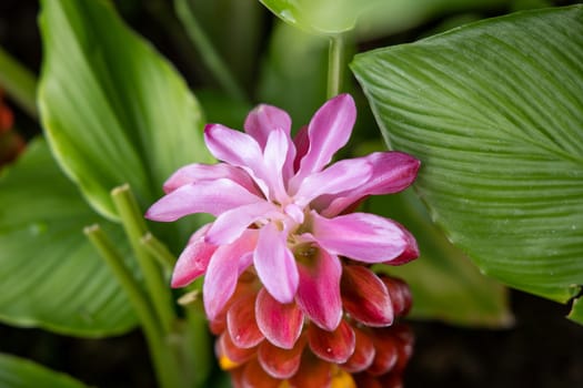 The background image of the colorful flowers, background nature