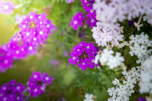 The background image of the colorful flowers, background nature