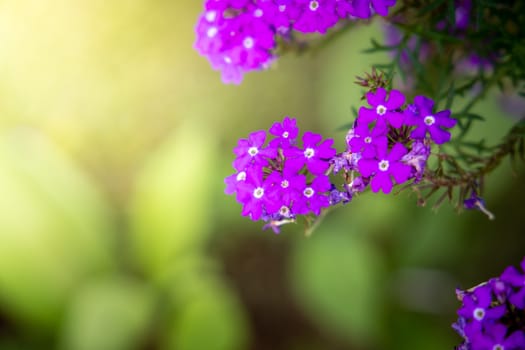 The background image of the colorful flowers, background nature