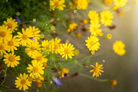 The background image of the colorful flowers, background nature