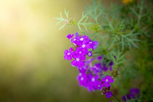 The background image of the colorful flowers, background nature