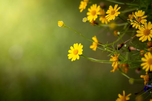 The background image of the colorful flowers, background nature