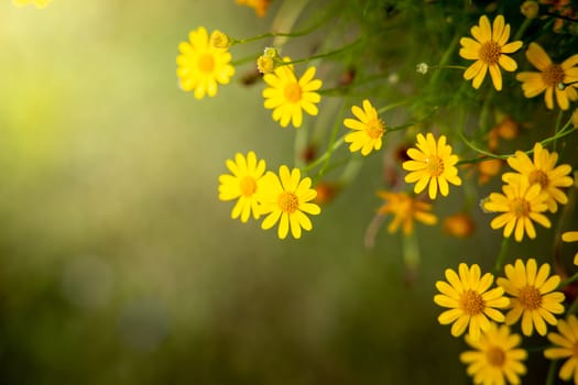 The background image of the colorful flowers, background nature