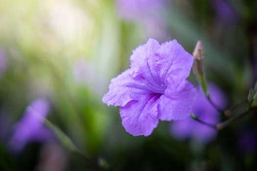 The background image of the colorful flowers, background nature