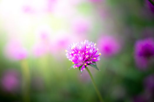 The background image of the colorful flowers, background nature