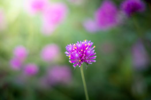 The background image of the colorful flowers, background nature