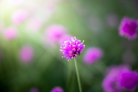 The background image of the colorful flowers, background nature