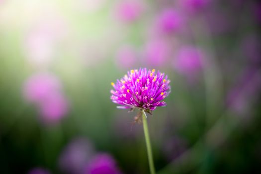 The background image of the colorful flowers, background nature