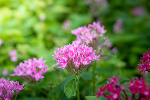The background image of the colorful flowers, background nature