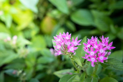 The background image of the colorful flowers, background nature