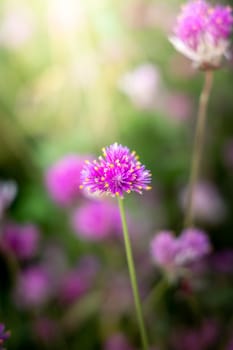 The background image of the colorful flowers, background nature