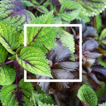 Background texture of leaves closeup. Green Leaves Background with White Paper Frame. Flat Lay