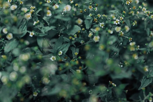 Wild flowers in nature, blurry scene