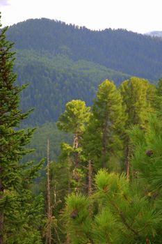 A look at the forested hills through the branches of conifers. Altai, Siberia, Russia.