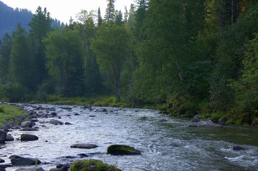 A shallow mountain river flowing through a coniferous forest. Altai, Siberia, Russia.