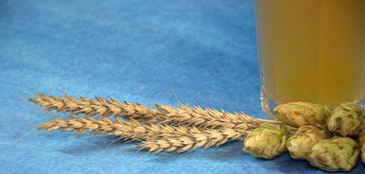 The lower part of a glass glass with beer, ears of wheat and hops. Close-up.