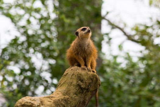 Portrait of adult wild African meerkat, Meerkat (Suricatta). Photographed in nature in the wild.