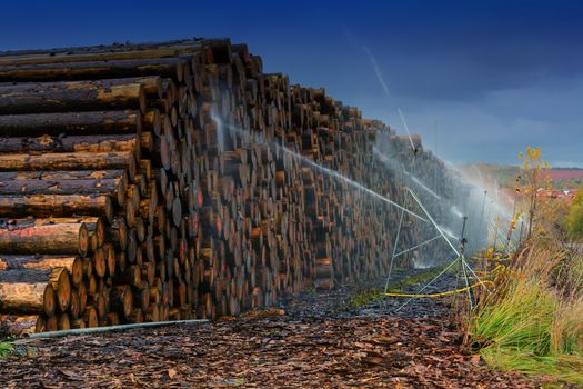 Wood yard business. Wood stacked outdoors. Concept forest industry environment.
Felled tree trunks are sprayed with water to protect them against wood pests