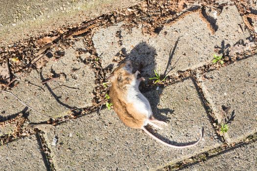 Dead rat carcass lying flat on the road