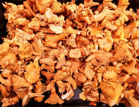 Large selection of edible mushrooms at the market stall