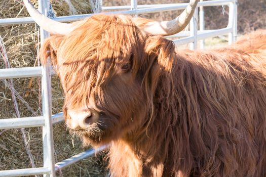  Portrait of a red Scottish highland cattle, sticking out his tongue, cow with long wavy hair and long horns