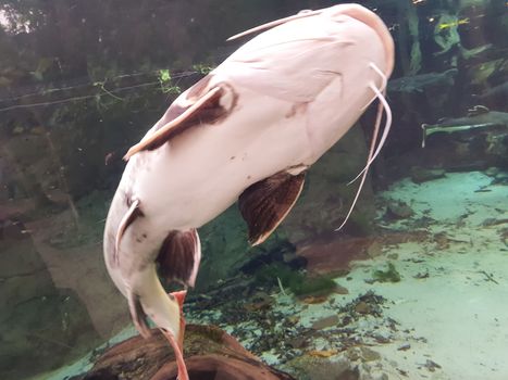 The catfish, catfish (Silurus glanis) underwater