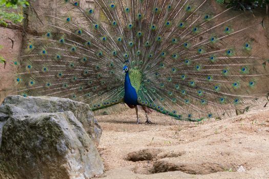 Adult male peacock displaying colorful feathers, portrait of an adult male peacock displaying his feathers