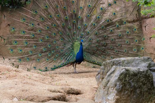 Adult male peacock displaying colorful feathers, portrait of an adult male peacock displaying his feathers