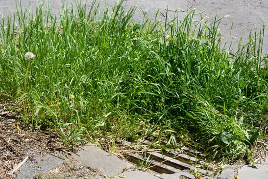 Roads: Dirty gully cover a day after a heavy summer rain has flooded the streets with sewage