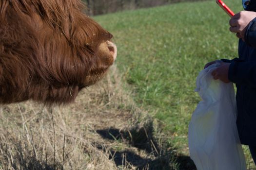   Portrait of a red Scottish highland cattle, sticking out his tongue, cow with long wavy hair and long horns