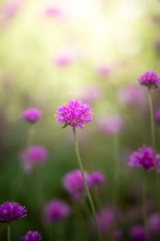 The background image of the colorful flowers, background nature