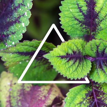 Background texture of leaves closeup. Green Leaves Background with White Paper Frame. Flat Lay