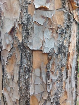 Dry tree bark texture with cracks peeling off.