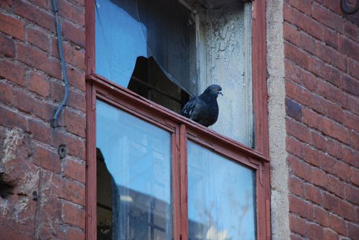 Lonely pigeon on the window with broken glass in the old red brick building