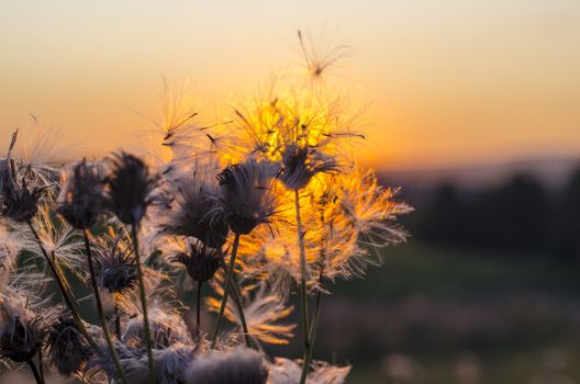 Dandelion on the background of the setting sun. The concept of lightness and contemplation. In the background is a meadow. Close-up. Copy space.